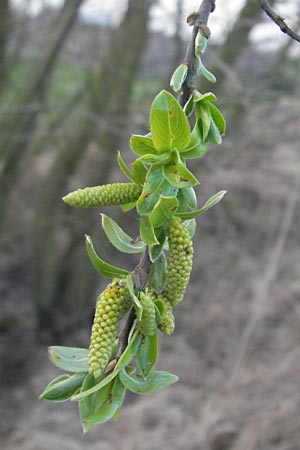 Salix alba \ Silber-Weide / White Willow, D Weinheim an der Bergstraße 30.3.2007