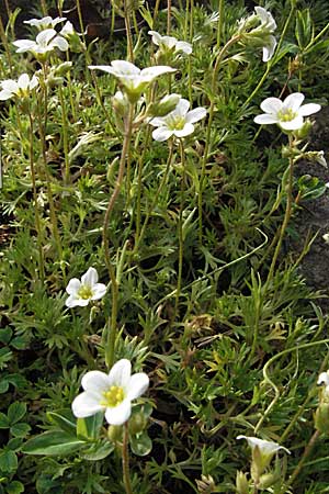 Saxifraga rosacea subsp. sponhemica \ Rheinischer Rasen-Steinbrech / Irish Saxifrage, D Botan. Gar.  Universit.  Heidelberg 18.4.2007