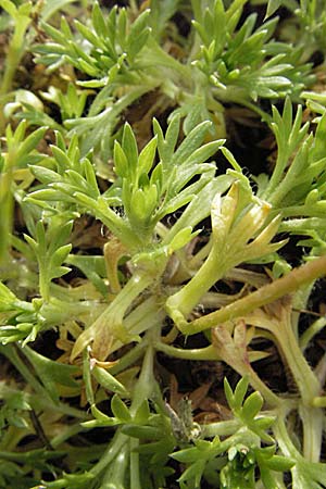 Saxifraga rosacea subsp. sponhemica \ Rheinischer Rasen-Steinbrech / Irish Saxifrage, D Botan. Gar.  Universit.  Heidelberg 18.4.2007