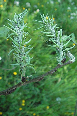 Salix aurita x caprea \ Weiden-Hybride / Hybrid Willow, D Odenwald, Sch&ouml;nau 26.4.2007