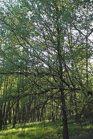 Salix aurita x caprea \ Weiden-Hybride / Hybrid Willow, D Odenwald, Sch&ouml;nau 26.4.2007
