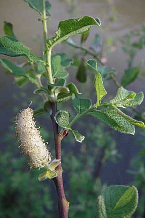 Salix aurita \ Ohr-Weide / Eared Willow, D Odenwald, Schönau 26.4.2007