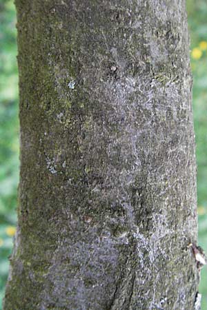 Salix viminalis \ Korb-Weide / Common Osier, D Weinheim an der Bergstraße 26.4.2007