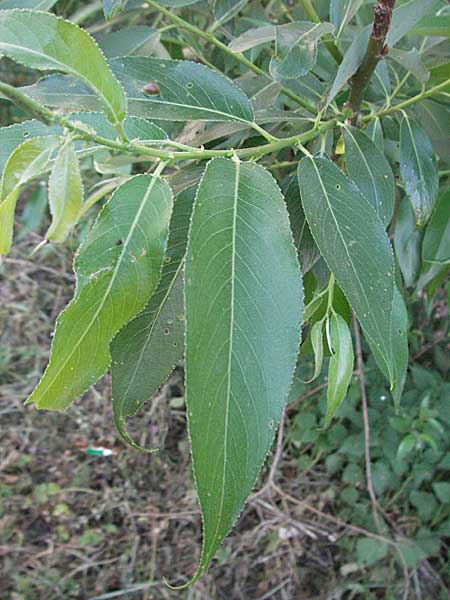 Salix triandra \ Mandel-Weide / Almond Willow, D Mannheim 27.4.2007
