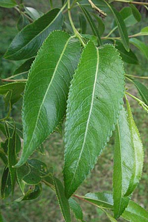 Salix fragilis \ Bruch-Weide / Crack Willow, D Odenwald, Unterflockenbach 4.5.2007