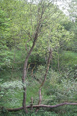 Salix fragilis \ Bruch-Weide / Crack Willow, D Odenwald, Unterflockenbach 4.5.2007