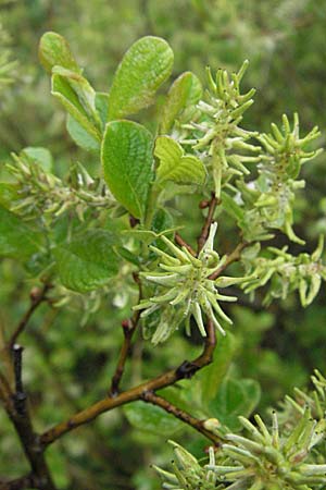 Salix aurita \ Ohr-Weide / Eared Willow, D Allgäu, Gebrazhofen 5.5.2007