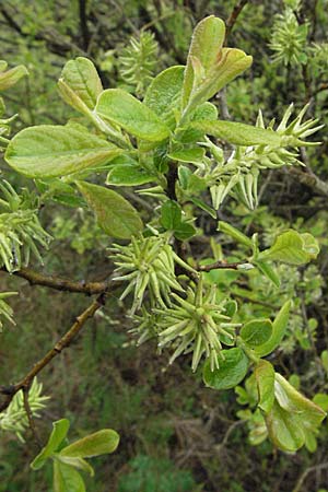 Salix aurita, Eared Willow Salix aurita, Eared Willow