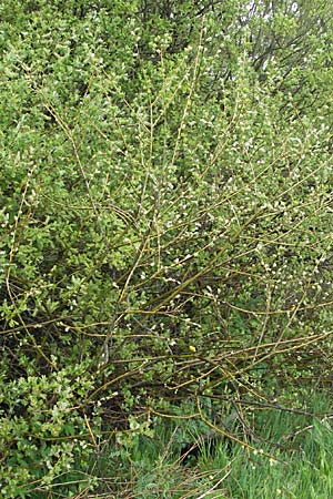 Salix aurita \ Ohr-Weide / Eared Willow, D Allgäu, Gebrazhofen 5.5.2007