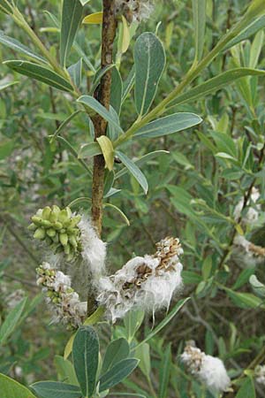 Salix purpurea \ Purpur-Weide / Purple Willow, D Hurlach 5.5.2007