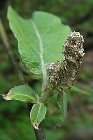 Salix appendiculata \ Schlucht-Weide / Large-Leaved Willow, D Schwarzwald/Black-Forest, Feldsee 18.5.2007
