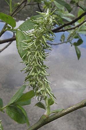 Salix appendiculata \ Schlucht-Weide / Large-Leaved Willow, D Schwarzwald/Black-Forest, Feldsee 18.5.2007
