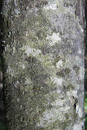 Salix myrsinifolia \ Schwarzwerdende Weide / Dark-Leaved Willow, D Villingen-Schwenningen 18.5.2007