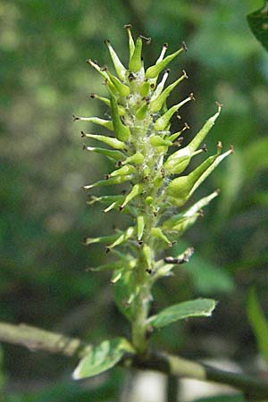 Salix myrsinifolia \ Schwarzwerdende Weide / Dark-Leaved Willow, D Villingen-Schwenningen 18.5.2007