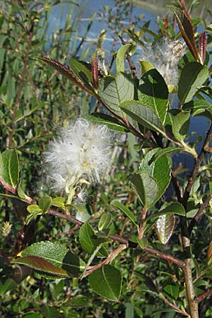 Salix myrsinifolia \ Schwarzwerdende Weide / Dark-Leaved Willow, D Villingen-Schwenningen 18.5.2007