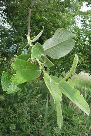 Salix cinerea \ Grau-Weide, Asch-Weide / Grey Willow, D Hemsbach 19.5.2007