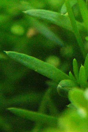 Sagina micropetala \ Aufrechtes Mastkraut / Fringed Pearlwort, D Odenwald, Hilsenhain 26.5.2007