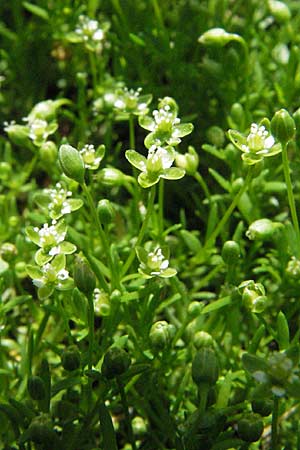 Sagina micropetala \ Aufrechtes Mastkraut / Fringed Pearlwort, D Odenwald, Hilsenhain 26.5.2007