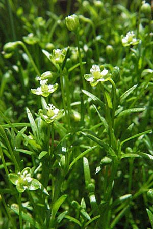 Sagina micropetala \ Aufrechtes Mastkraut / Fringed Pearlwort, D Odenwald, Hilsenhain 26.5.2007
