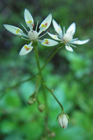 Saxifraga stellaris \ Stern-Steinbrech / Starry Saxifrage, D Schwarzwald/Black-Forest, Feldberg 24.6.2007