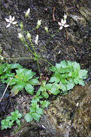 Saxifraga stellaris \ Stern-Steinbrech / Starry Saxifrage, D Schwarzwald/Black-Forest, Feldberg 24.6.2007
