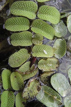 Salvinia natans \ Gemeiner Schwimmfarn / Floating Moss, D Pfalz, Speyer 28.7.2007