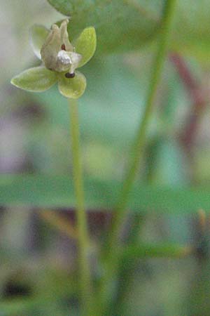 Sagina procumbens \ Niederliegendes Mastkraut / Procumbent Pearlwort, D Mörfelden-Walldorf 6.8.2007