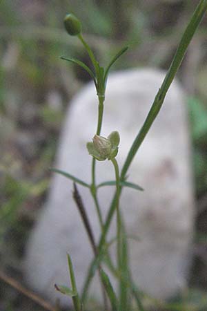 Sagina procumbens \ Niederliegendes Mastkraut / Procumbent Pearlwort, D Mörfelden-Walldorf 6.8.2007