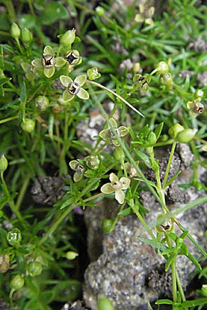 Sagina procumbens \ Niederliegendes Mastkraut / Procumbent Pearlwort, D Schwarzwald/Black-Forest, Feldberg 18.8.2007