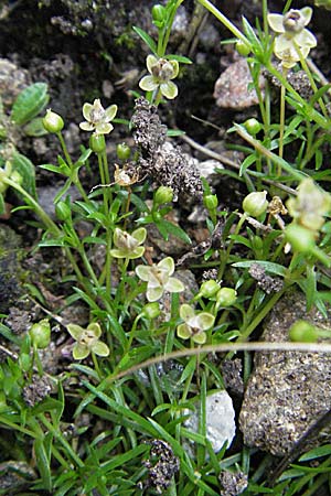 Sagina procumbens \ Niederliegendes Mastkraut / Procumbent Pearlwort, D Schwarzwald/Black-Forest, Feldberg 18.8.2007