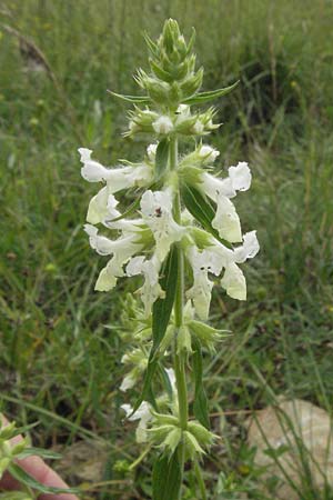 Stachys annua \ Einjhriger Ziest / Annual Yellow Woundwort, D Hardheim 7.7.2007