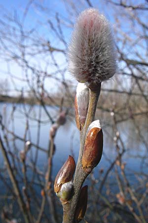 Salix x reichardtii \ Reichardt-Weide / Reichardt's Willow, D Pfalz, Speyer 3.2.2008