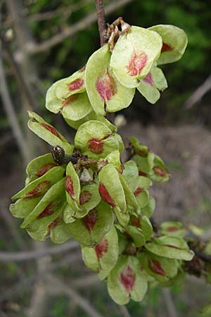 Ulmus minor \ Feld-Ulme / Small-Leaved Elm, D Schriesheim 31.3.2008