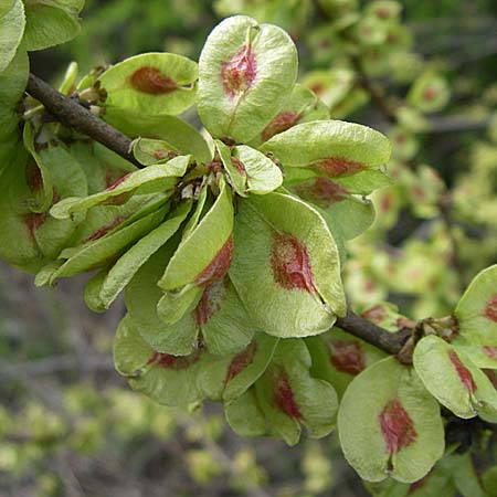 Ulmus minor \ Feld-Ulme / Small-Leaved Elm, D Schriesheim 31.3.2008