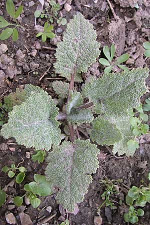 Salvia sclarea \ Muskateller-Salbei / Clary Sage, D Weinheim an der Bergstraße 31.3.2008