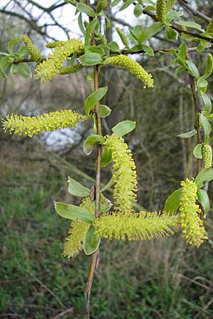 Salix alba \ Silber-Weide / White Willow, D Waghäusel 19.4.2008