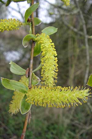 Salix alba \ Silber-Weide / White Willow, D Waghäusel 19.4.2008