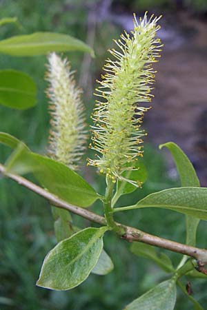 Salix fragilis \ Bruch-Weide / Crack Willow, D Odenwald, Unterflockenbach 2.5.2008