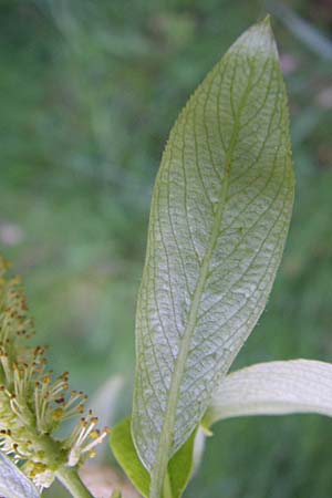 Salix fragilis \ Bruch-Weide / Crack Willow, D Odenwald, Unterflockenbach 2.5.2008