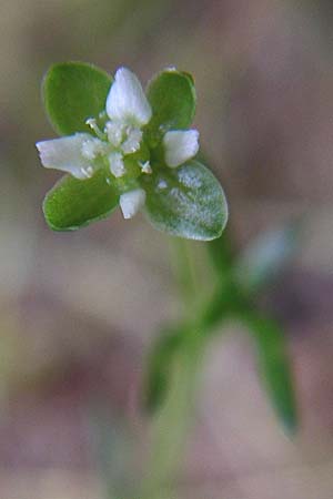 Sagina micropetala \ Aufrechtes Mastkraut / Fringed Pearlwort, D Enkenbach-Alsenborn 20.7.2008