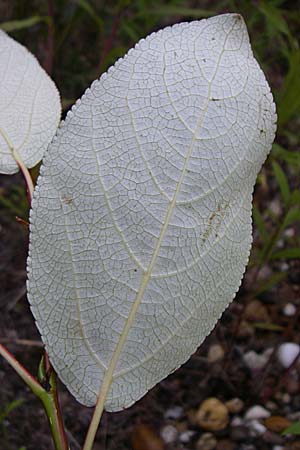 Populus balsamifera agg. \ Balsam-Pappel / Balsam Poplar, D Rheinstetten-Silberstreifen 21.7.2008
