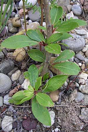 Populus balsamifera agg. \ Balsam-Pappel / Balsam Poplar, D Rheinstetten-Silberstreifen 21.7.2008