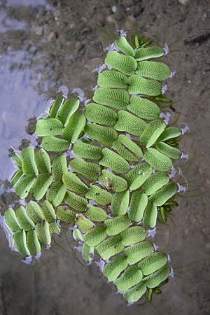 Salvinia natans \ Gemeiner Schwimmfarn / Floating Moss, D Römerberg 14.8.2008