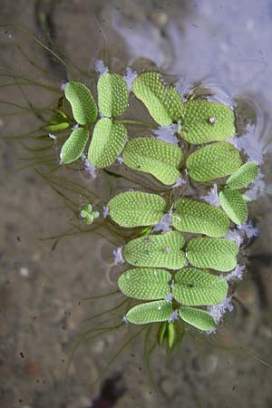 Salvinia natans \ Gemeiner Schwimmfarn / Floating Moss, D Römerberg 14.8.2008