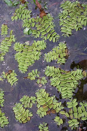 Salvinia natans \ Gemeiner Schwimmfarn / Floating Moss, D Römerberg 14.8.2008