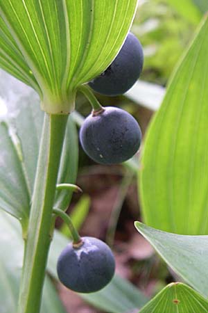 Polygonatum multiflorum \ Vielbltiges Salomonssiegel, Vielbltige Weiwurz / Solomon's Seal, D Sasbach am Kaiserstuhl 23.8.2008