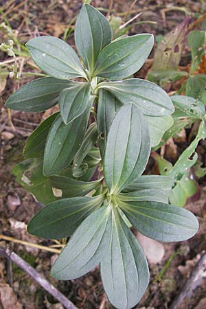 Saponaria officinalis \ Gemeines Seifenkraut / Soapwort, D Mannheim 3.11.2008