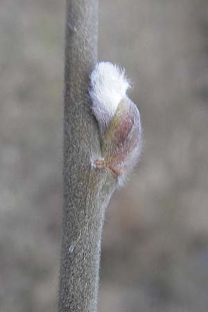Salix spec1 ? \ Weide / Willow, D Germersheim 1.3.2009