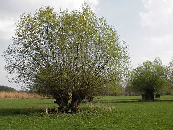 Salix alba \ Silber-Weide / White Willow, D Lampertheim 10.4.2009