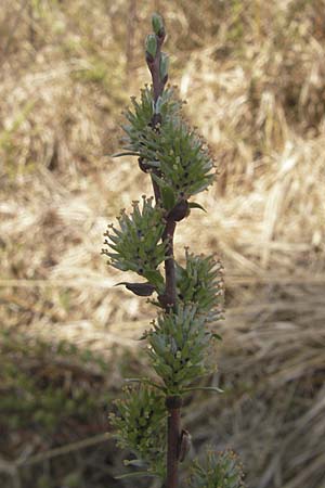 Salix repens \ Kriech-Weide / Creeping Willow, D Augsburg 18.4.2009